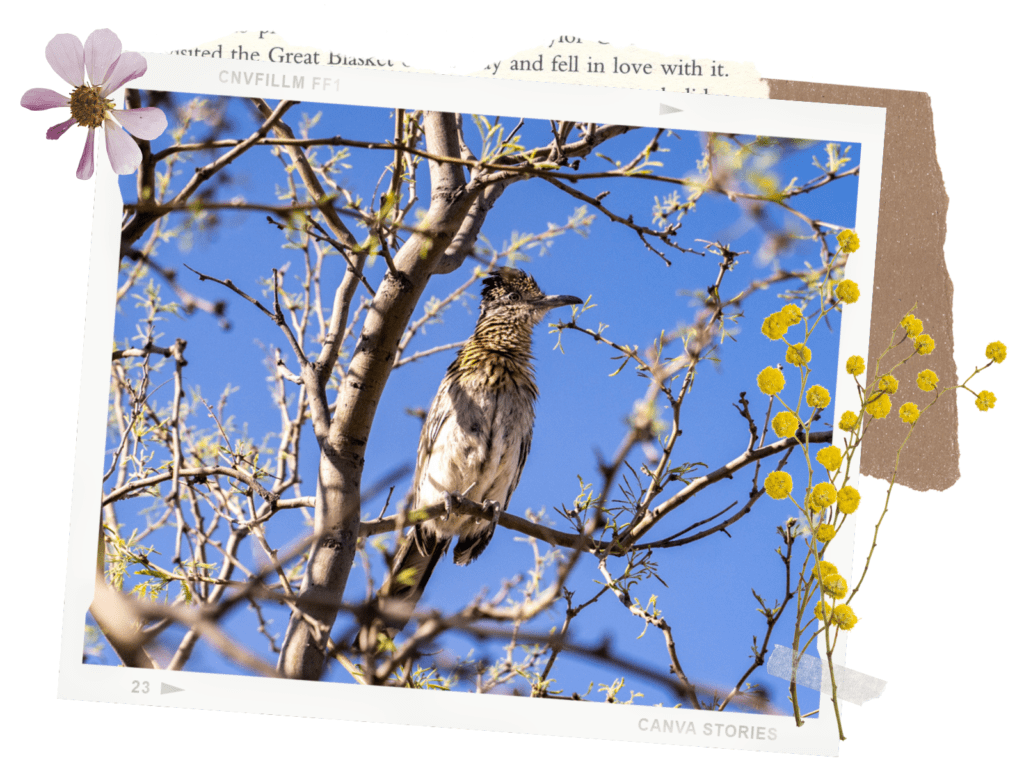 Chiricahua National Monument Things to Do: Birding