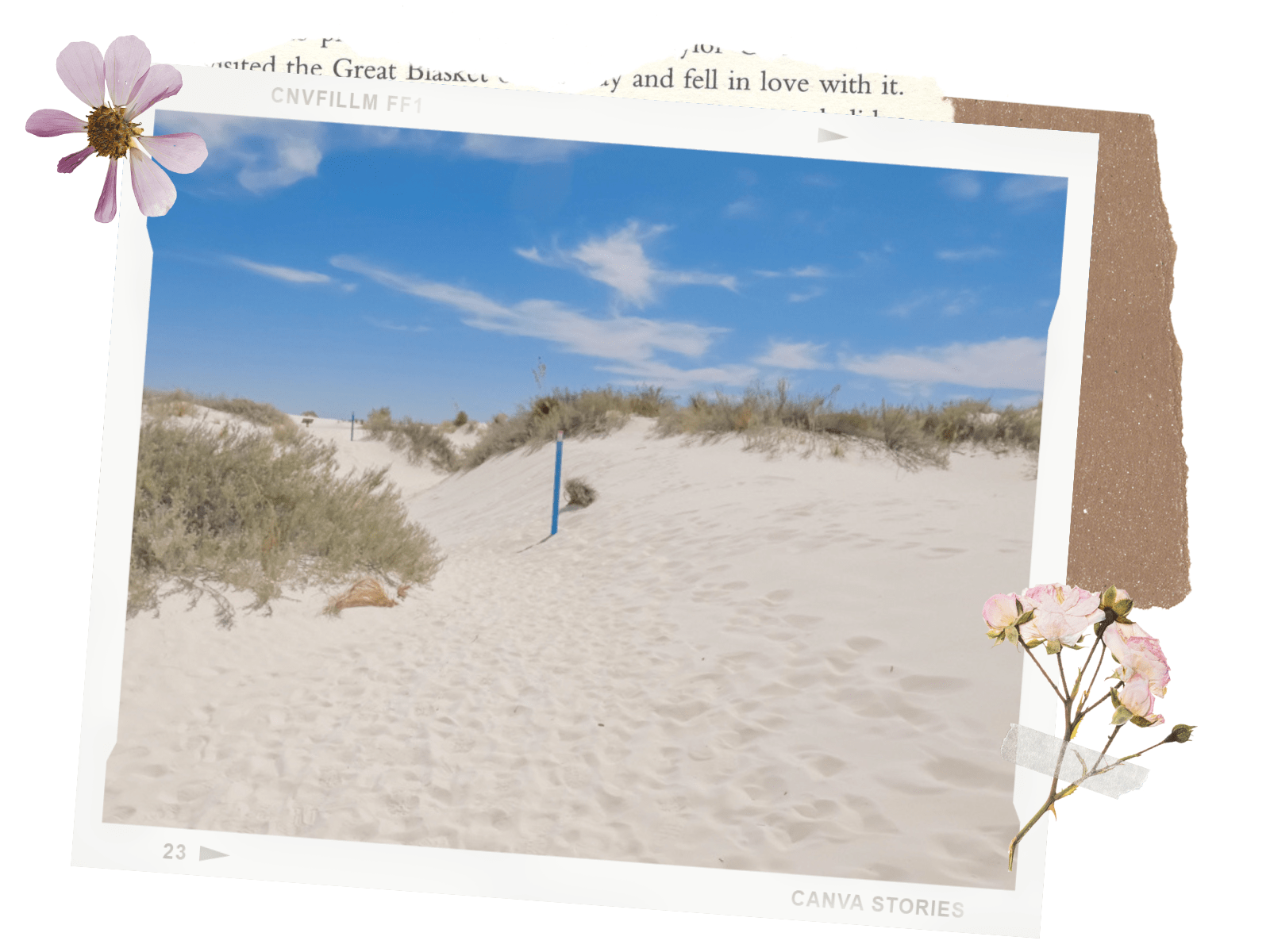 White Sands National Park in New Mexico: Dune Life Nature Trail